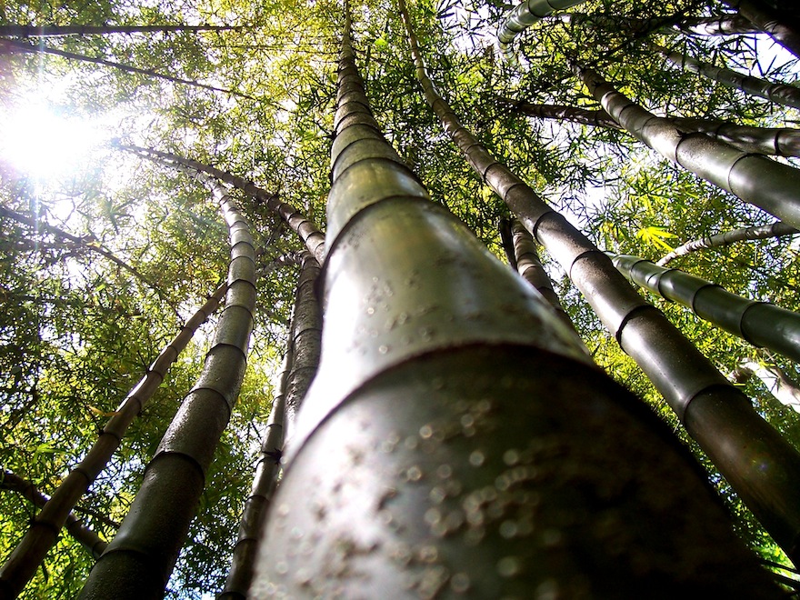 2008 - Bambu Forest - Malaga, Spain