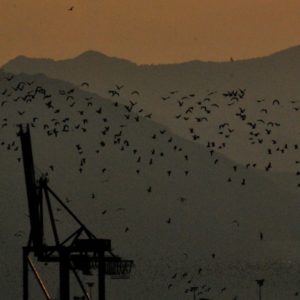 2010 - Sunset birds - Malaga, Spain