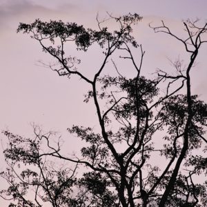 2010 - Tree&Bird Silhouette - Kinabatangan River, Malaysia