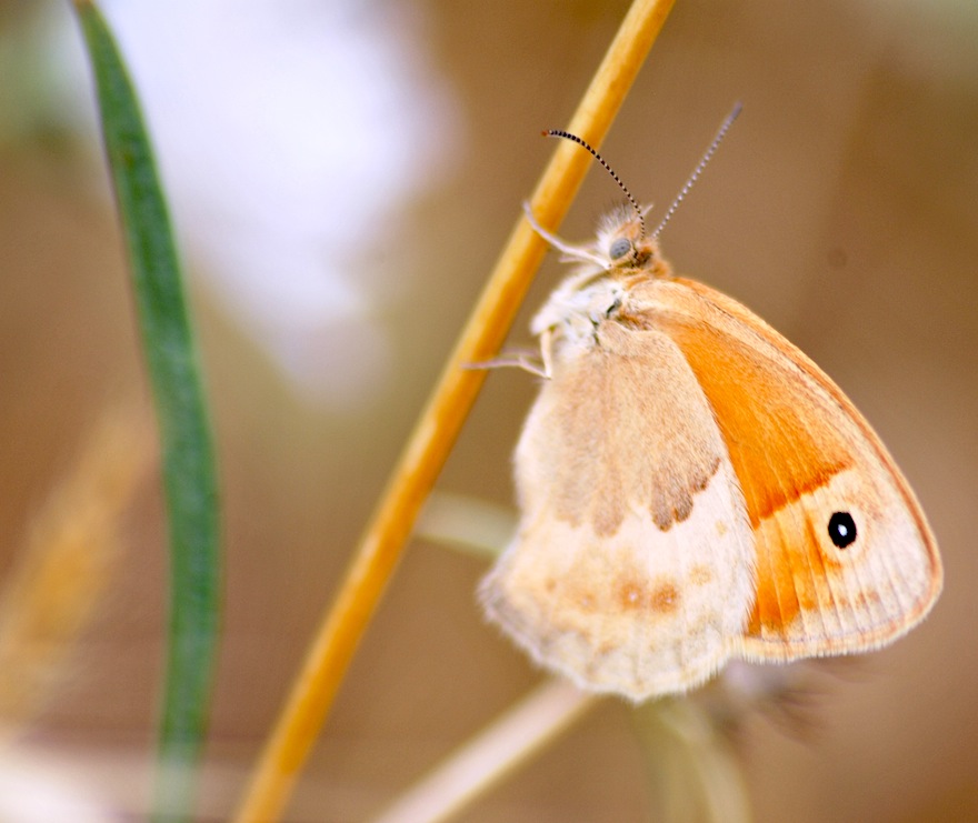 2011 - Orange butterfly - Ürgüp, Turkey