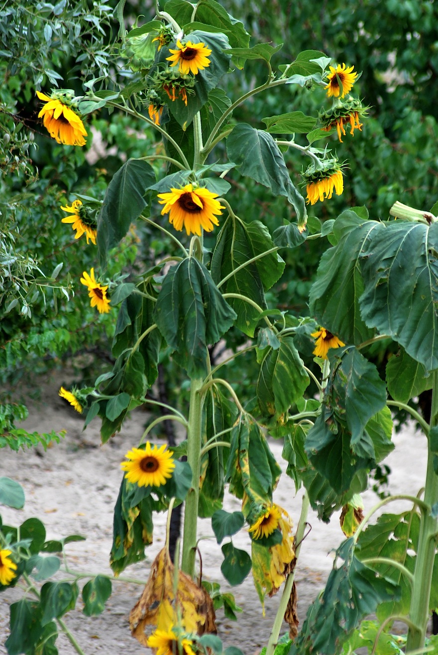 2011 - Sunflower sunset - Ürgüp, Turkey
