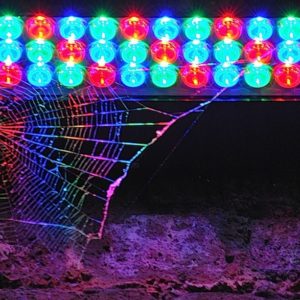 2011 - Disco spider - London, England