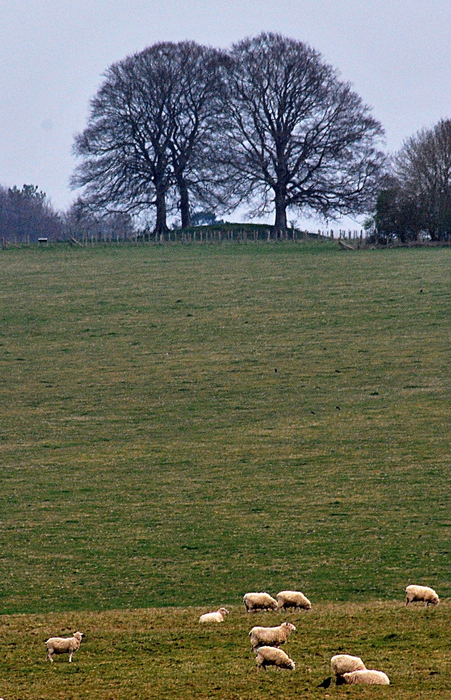 2012 - Two trees and sheep - Amesbury, England