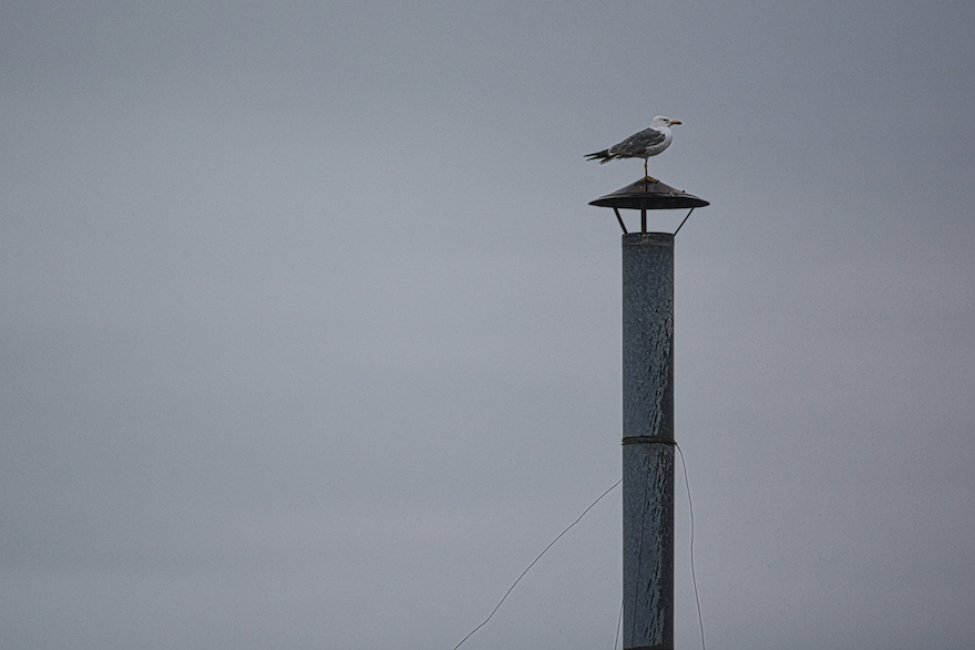 Seagull on a chimney – Barcelona, Spain